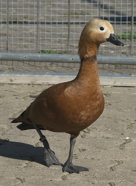 场控制